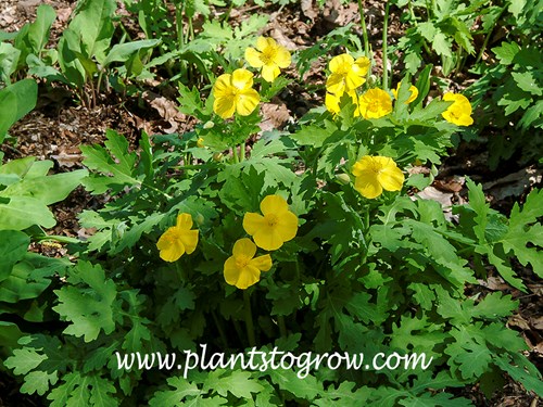 Celandine Poppy (Stylophorum diphyllum)